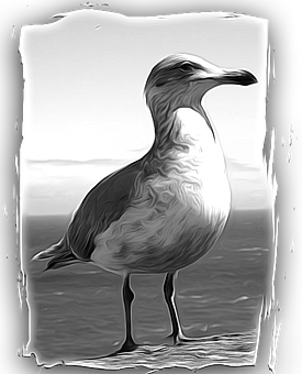 Monochrome Seagull Portrait PNG Image