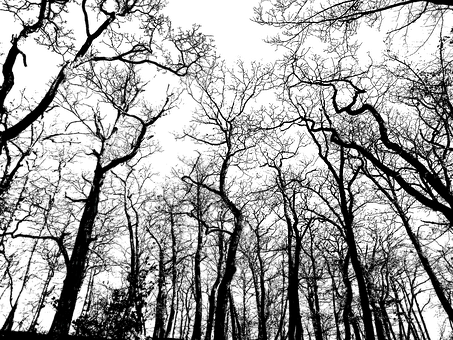 Monochrome_ Treetop_ Silhouettes PNG Image