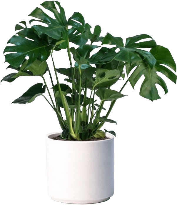 Monstera Deliciosa Indoor Plant Pot PNG Image