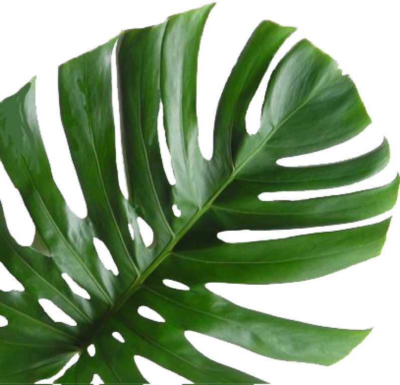 Monstera Deliciosa Leaf PNG Image