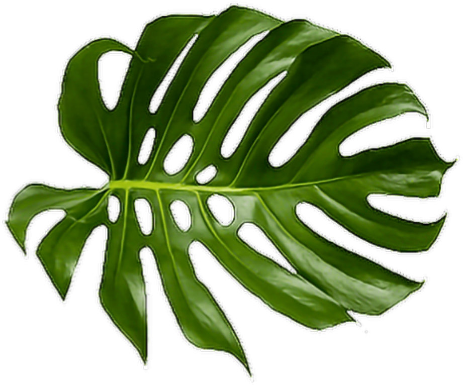 Monstera Deliciosa Leaf.png PNG Image