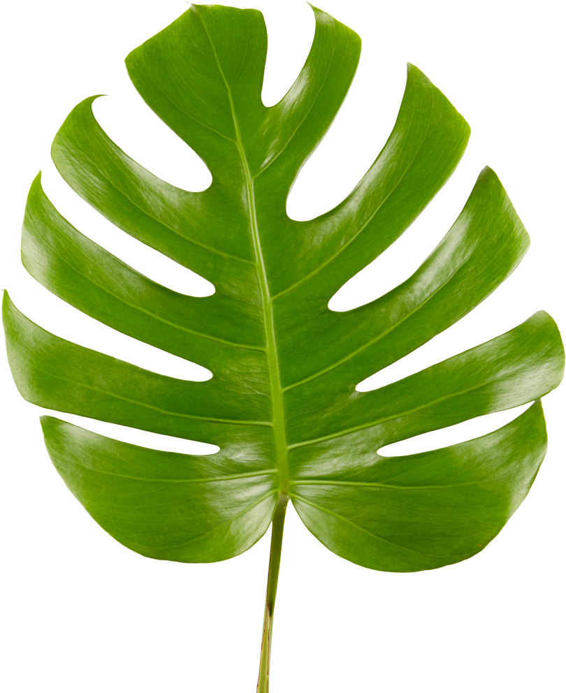 Monstera Deliciosa Leaf PNG Image