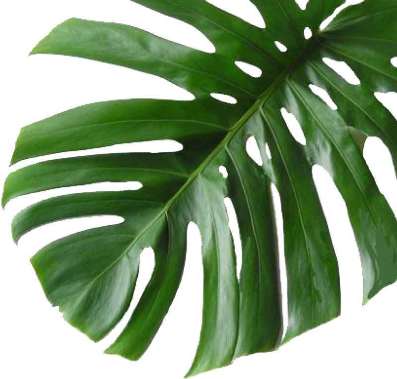 Monstera Deliciosa Leaf Transparent Background PNG Image