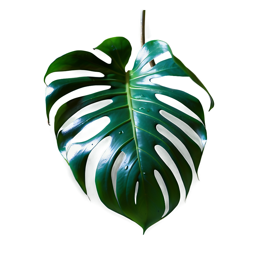 Monstera Leaf In Natural Light Png 05232024 PNG Image