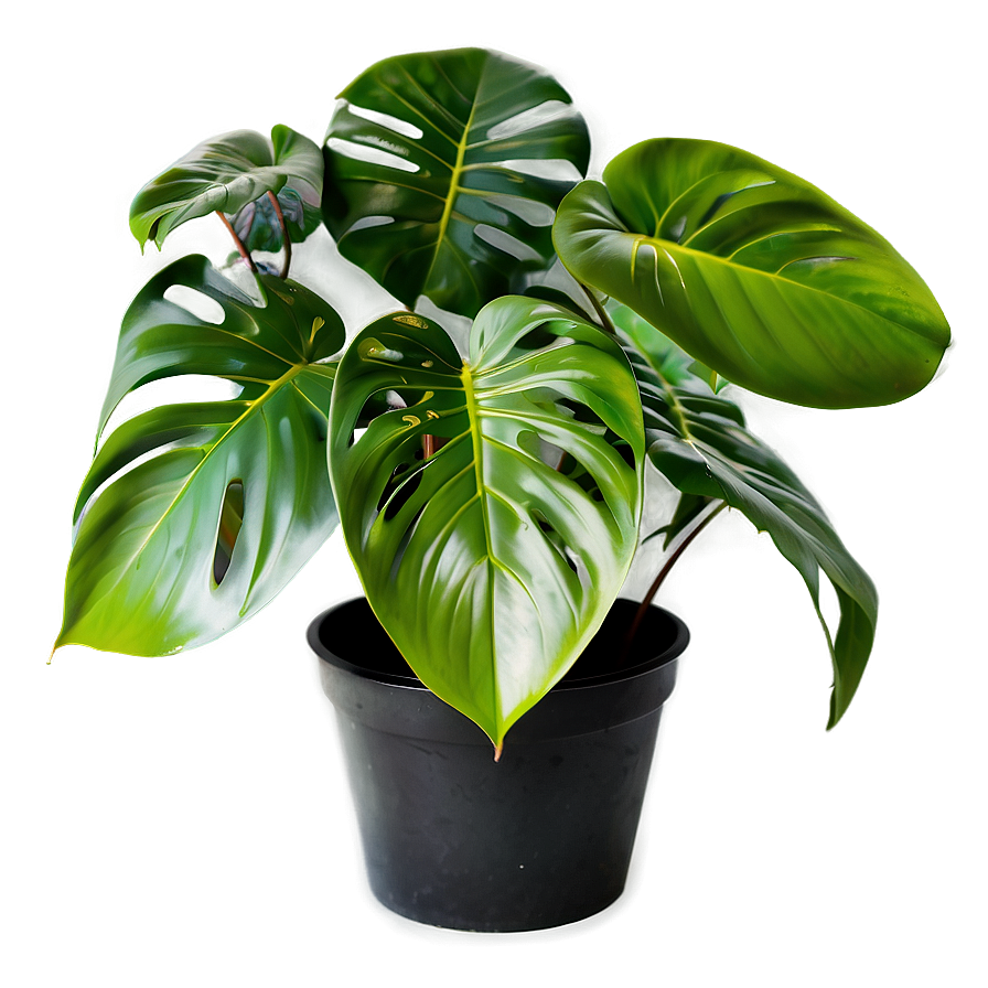 Monstera Plant C PNG Image