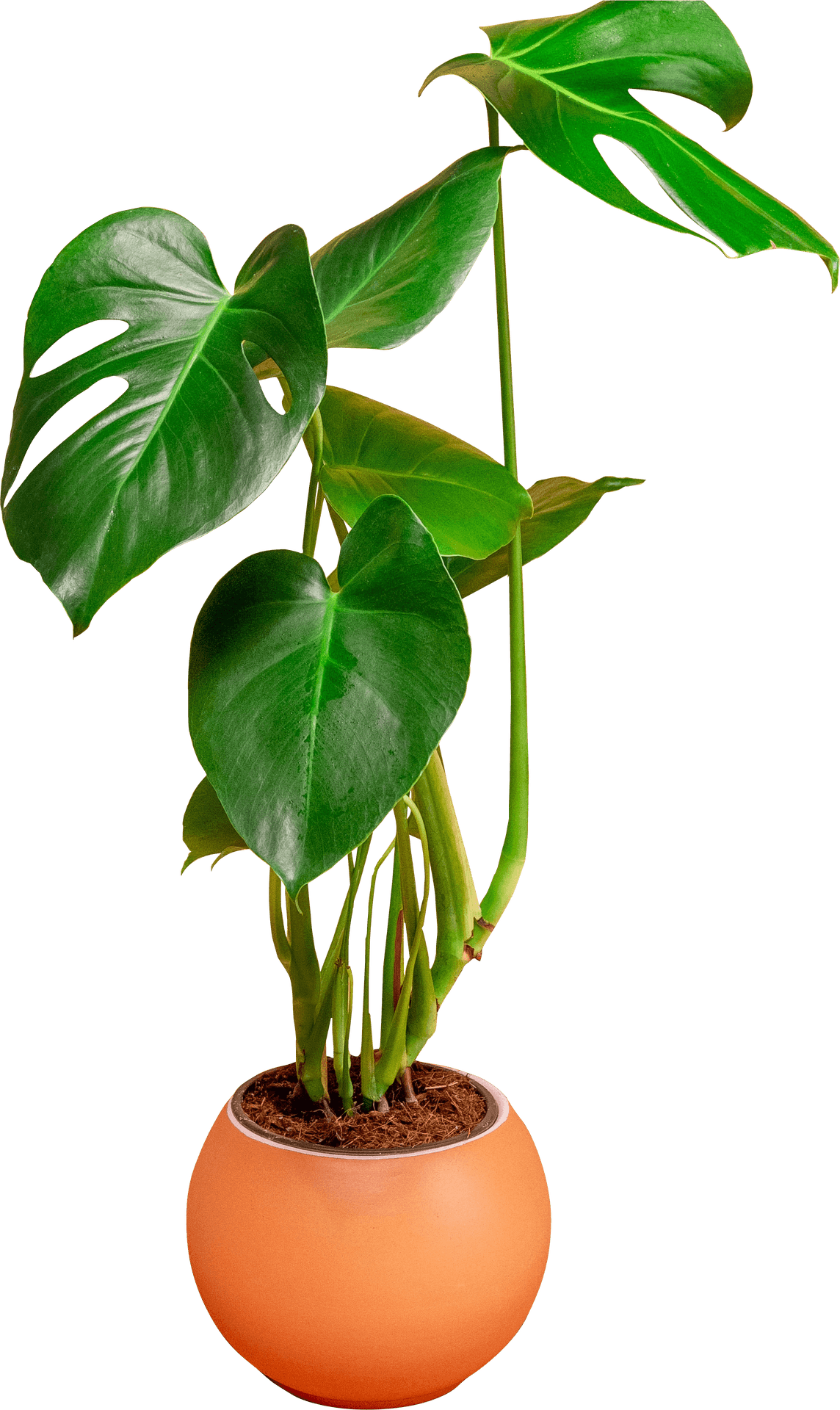 Monstera Plantin Orange Pot PNG Image