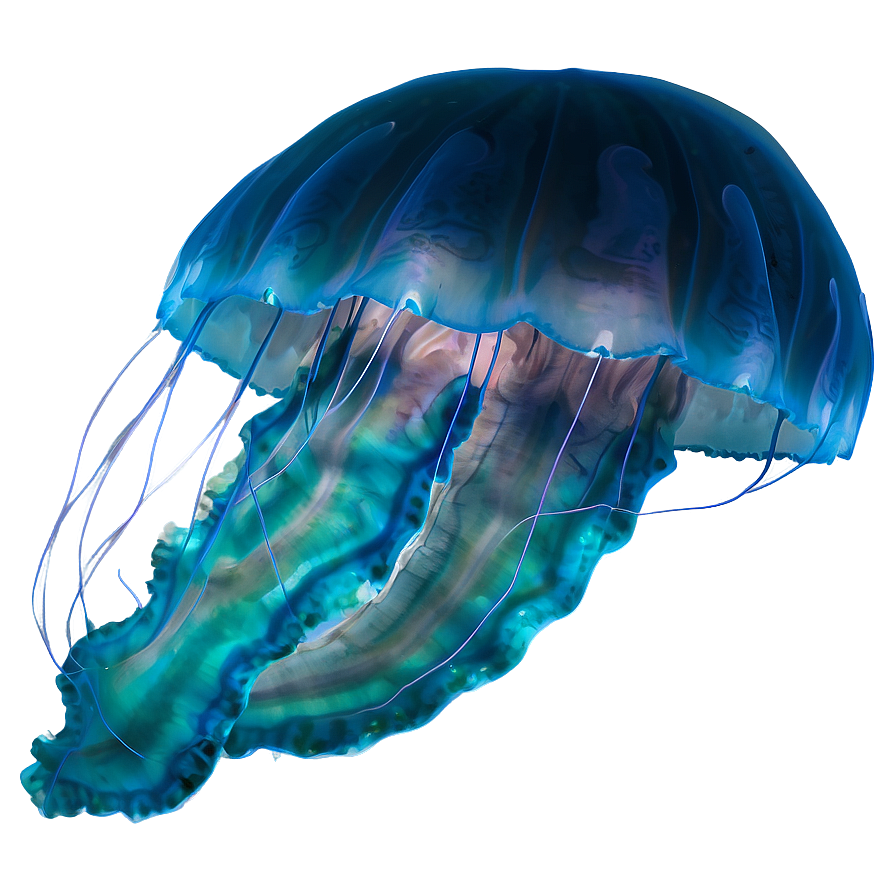 Moon Jelly Transparent Jellyfish Png Yxx PNG Image