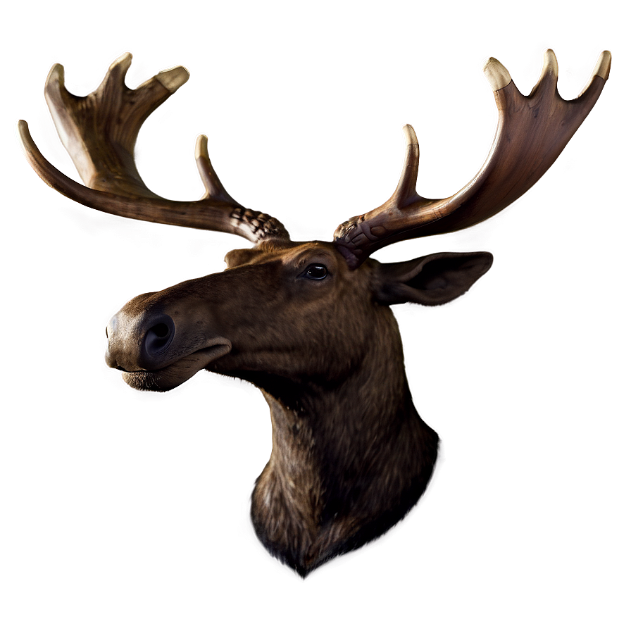 Moose Head D PNG Image