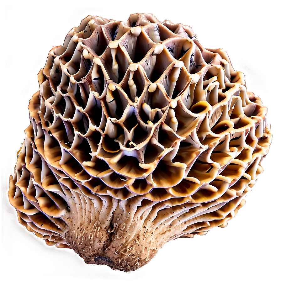 Morel Mushroom Png 63 PNG Image