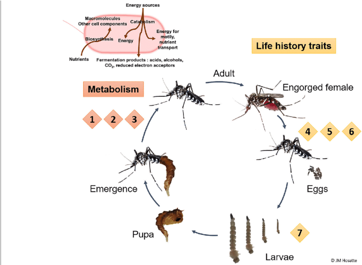 Mosquito Life Cycleand Metabolism PNG Image