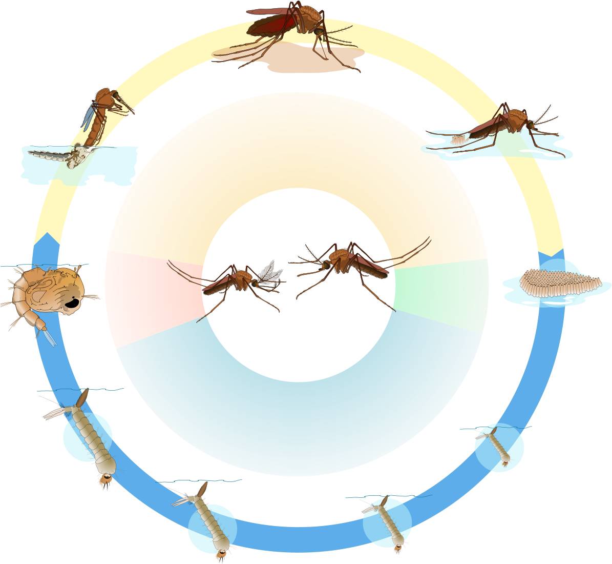 Mosquito_ Lifecycle_ Illustration.png PNG Image