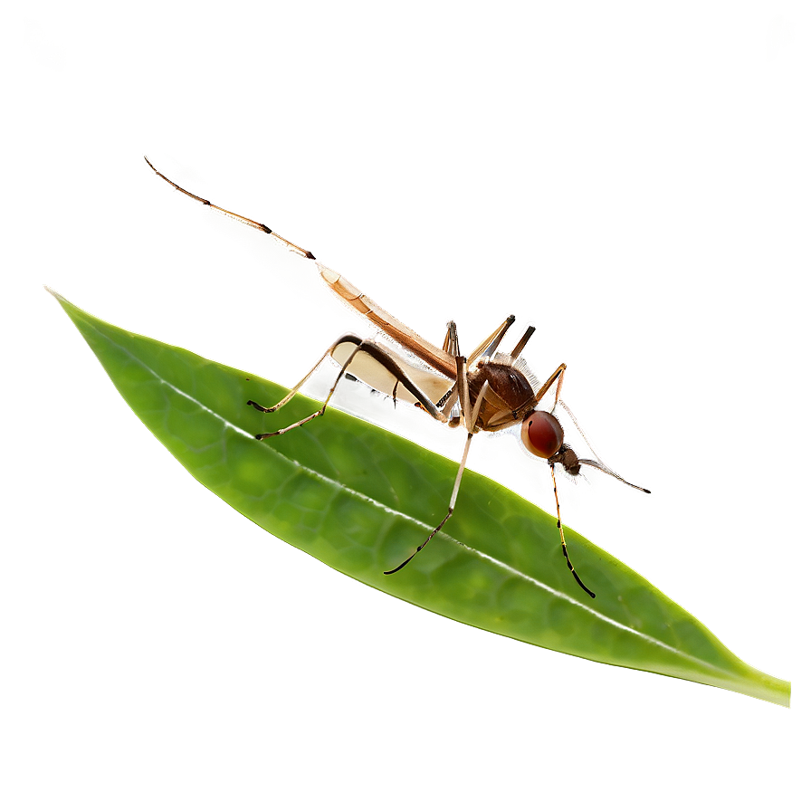 Mosquito On Leaf Png Gaq PNG Image