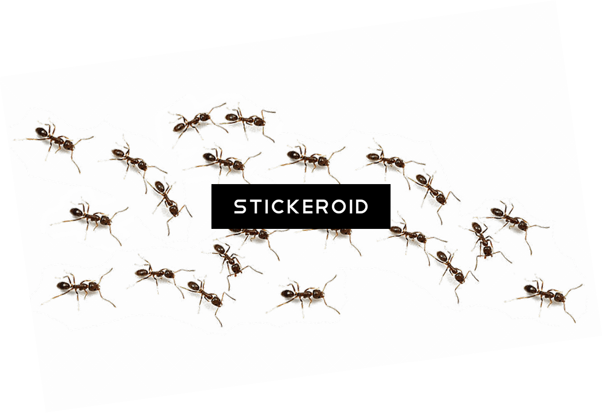 Mosquito Stickeroid Graphic PNG Image