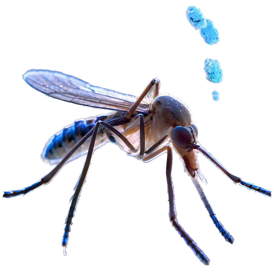 Mosquito Under Microscope Png 24 PNG Image