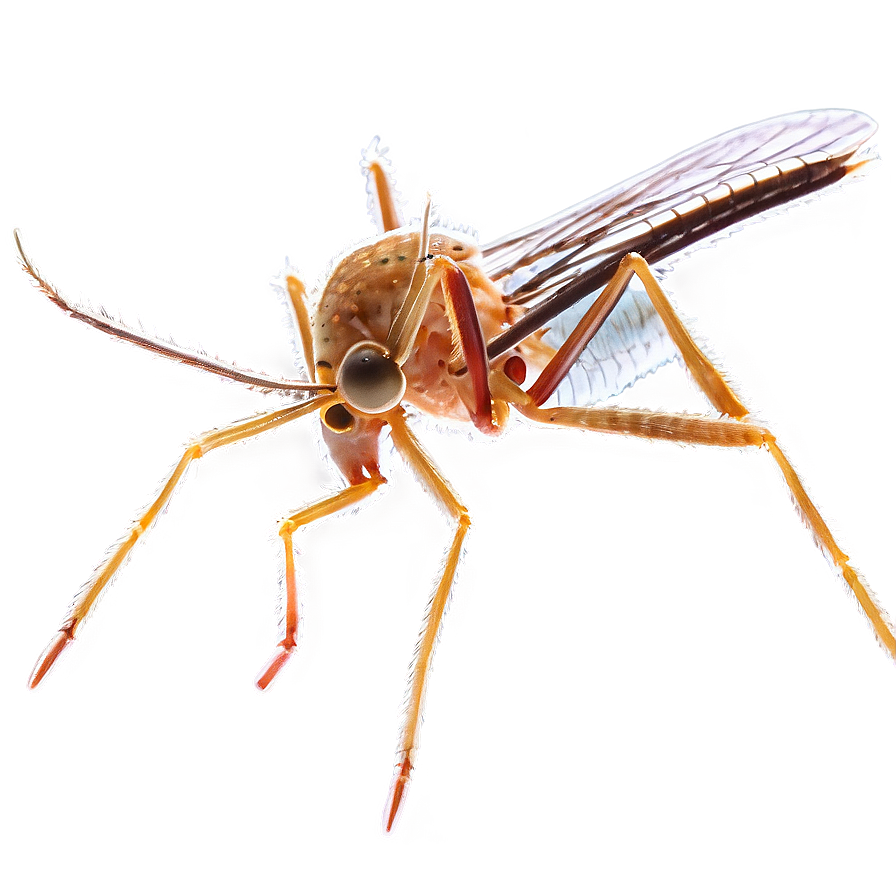 Mosquito Under Microscope Png 73 PNG Image