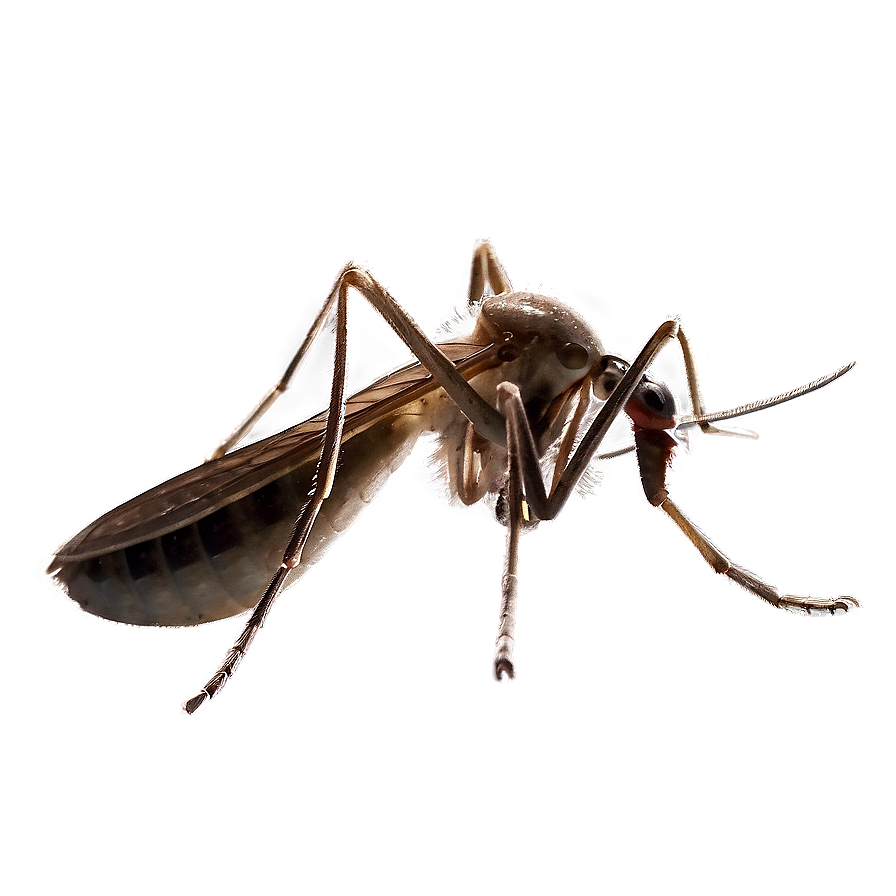 Mosquito With Transparent Background Png Ilb PNG Image