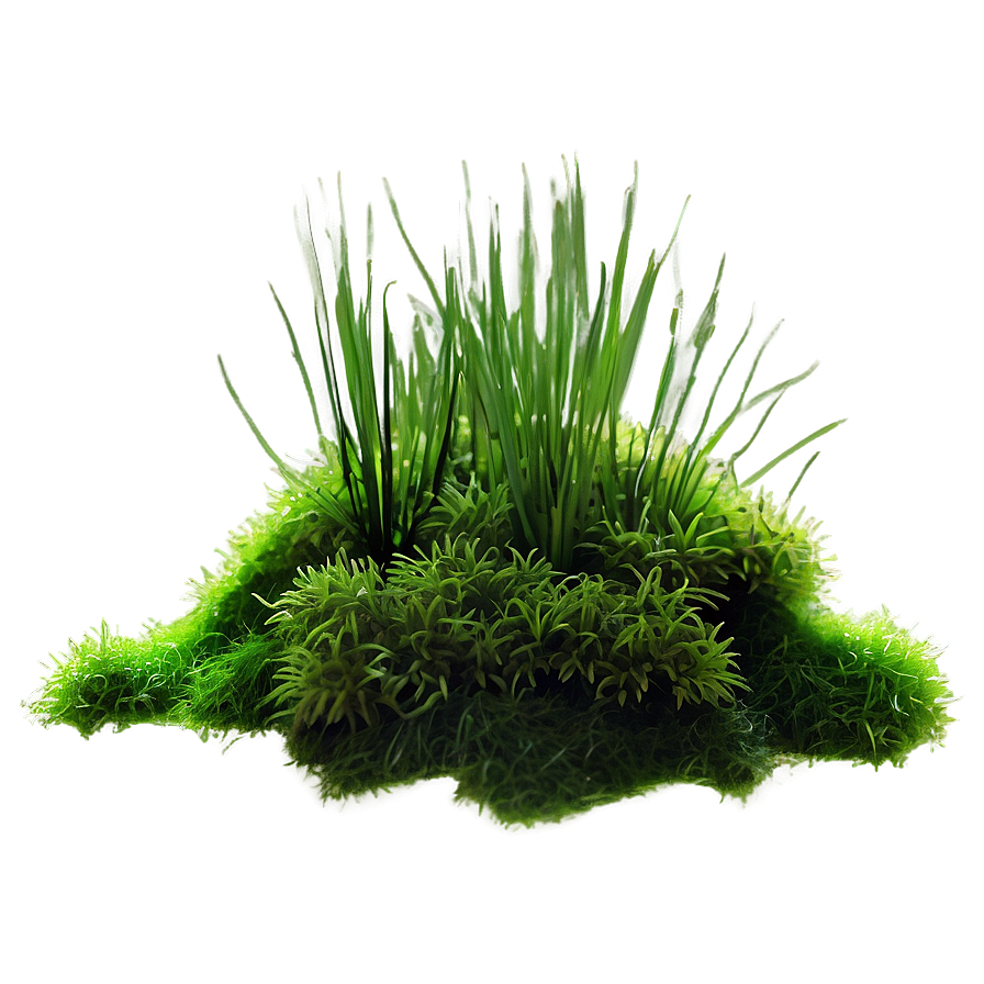 Moss Plant Png 05032024 PNG Image