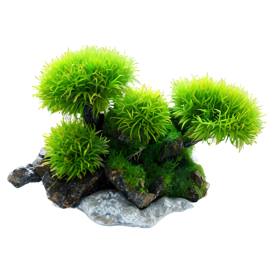 Moss Plant Png 05032024 PNG Image