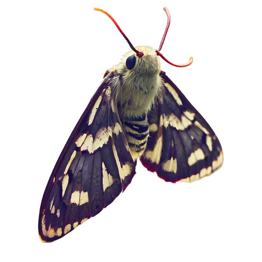 Moth Attracted To Light Png 73 PNG Image