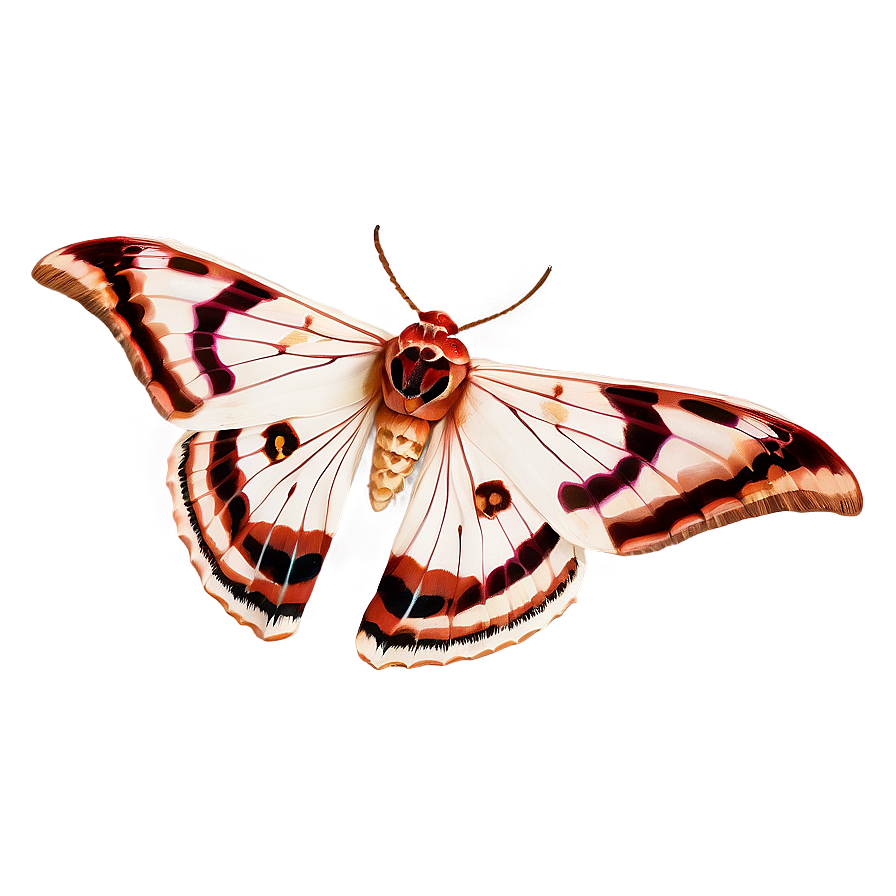 Moth Symbolism Png 3 PNG Image