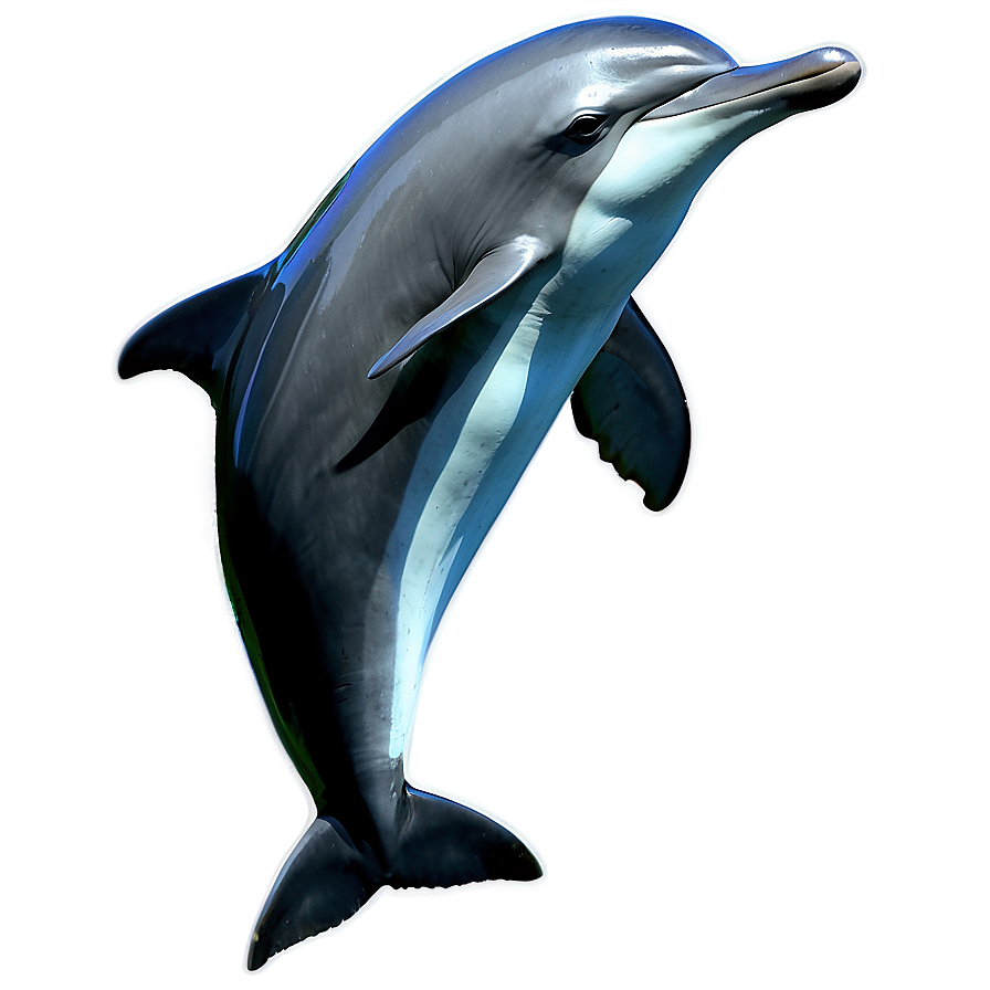 Mother And Baby Dolphin Png Piv PNG Image