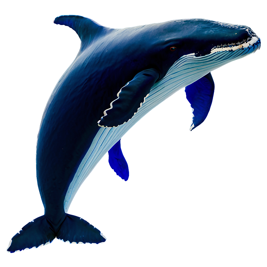 Mother And Baby Whale Png Rwk92 PNG Image