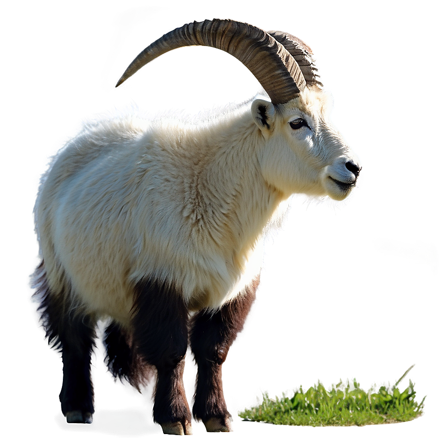 Mountain Goat Png 05232024 PNG Image