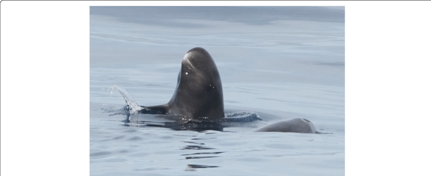 Mozambique Dugong Sighting PNG Image