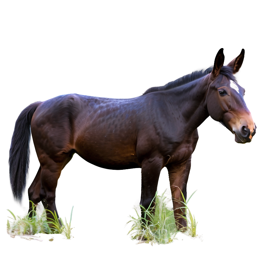 Mule Tail Feature Png 06292024 PNG Image