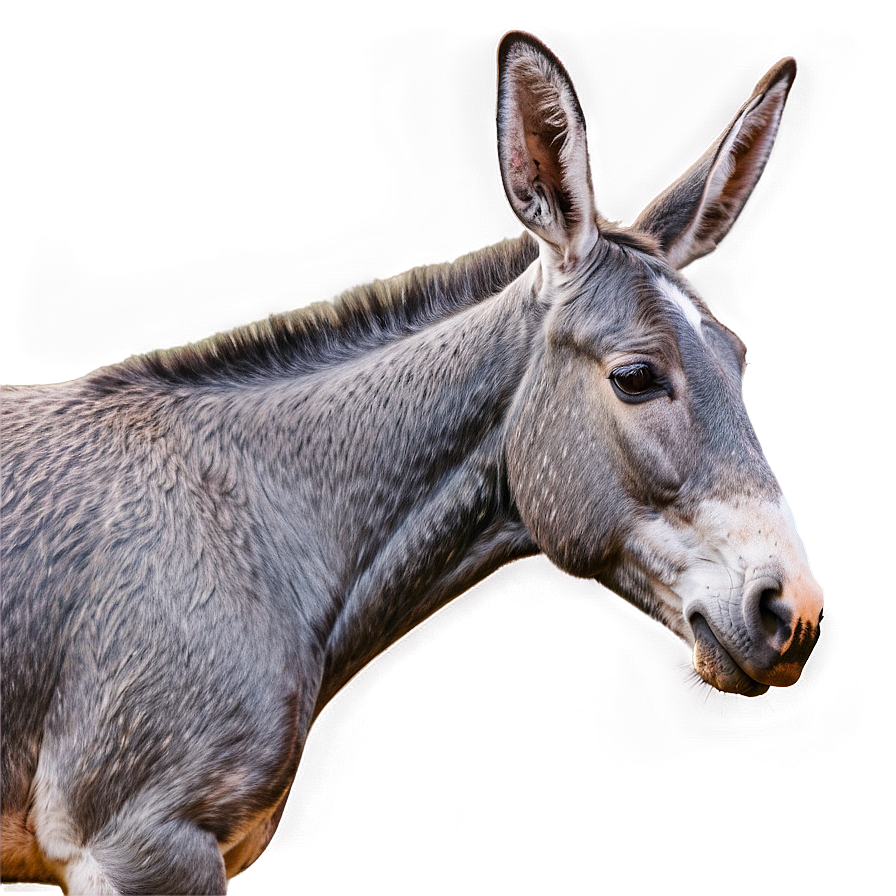 Mule Tail Feature Png Ory93 PNG Image