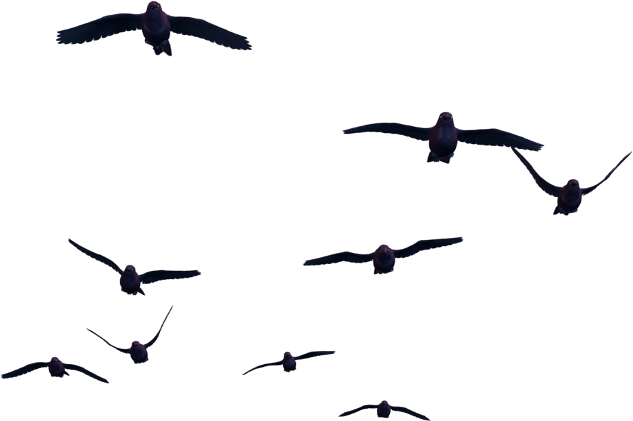 Multiple Birds In Flight Silhouettes PNG Image