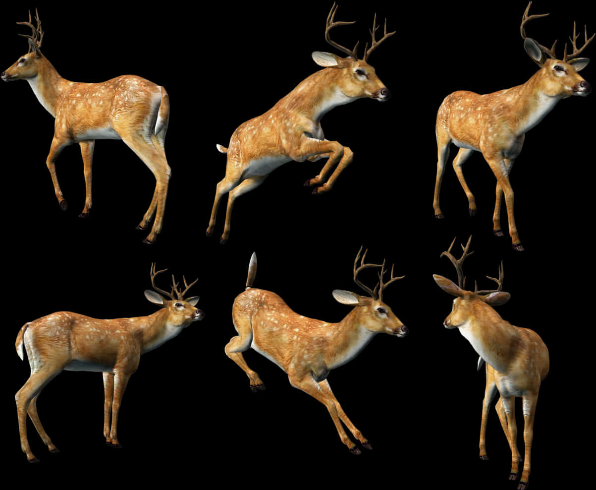 Multiple Deer Poses Black Background PNG Image