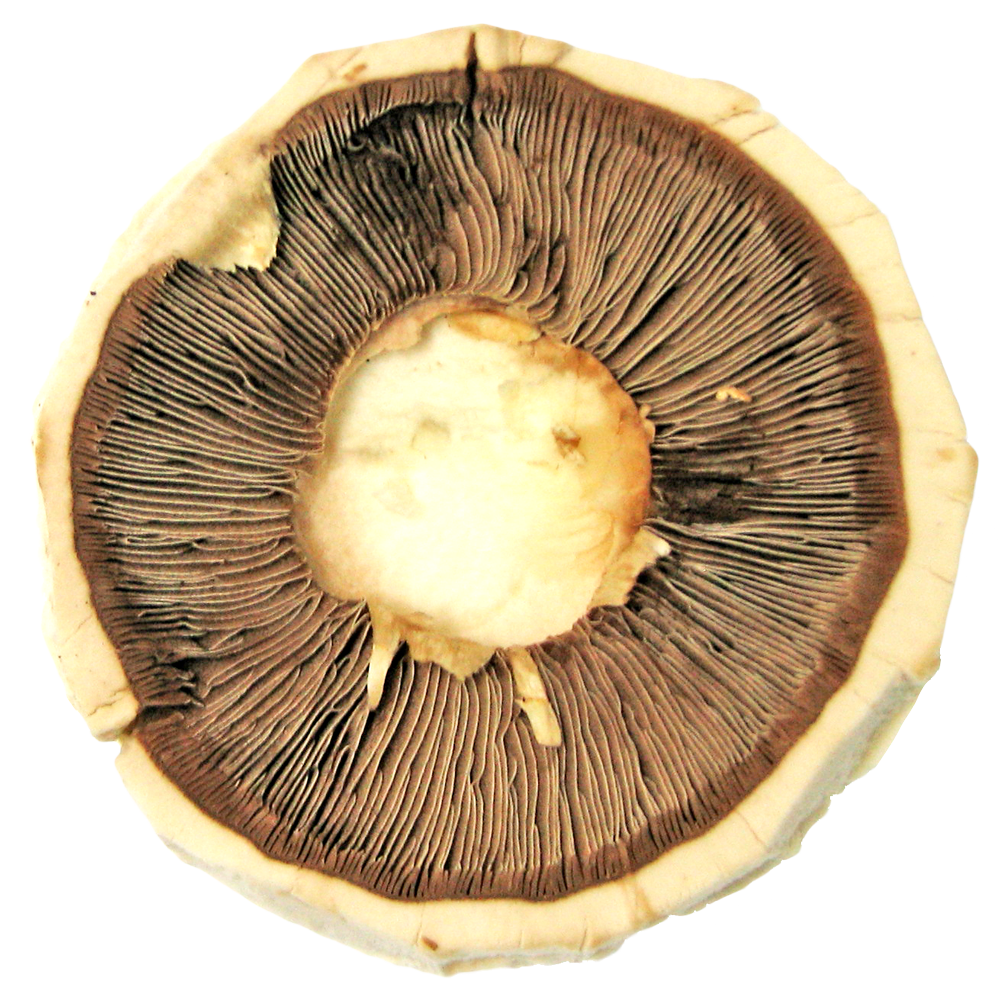 Mushroom Cap Gills Texture PNG Image