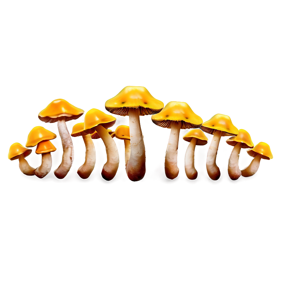 Mushroom Caps Png Nyp92 PNG Image