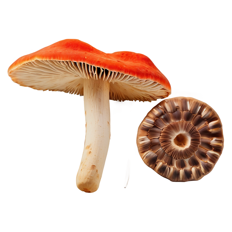 Mushroom Foraging Kit Png 05242024 PNG Image