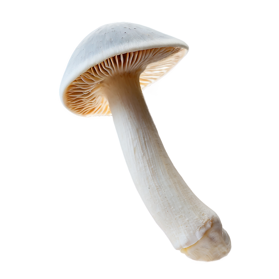 Mushroom Gills Png 05242024 PNG Image