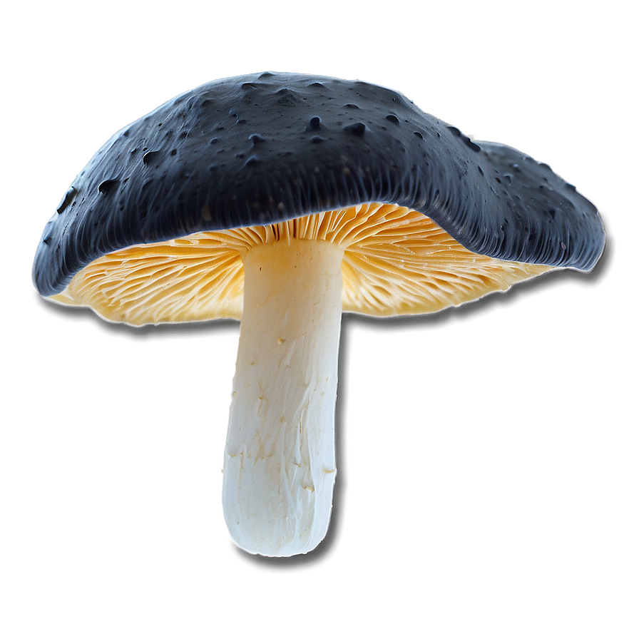 Mushroom Mycelium Png Emg12 PNG Image