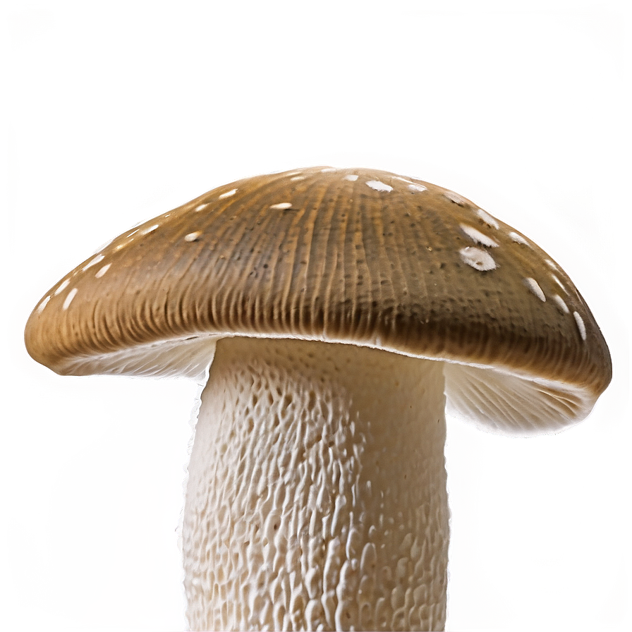 Mushroom Png Abstract 05032024 PNG Image