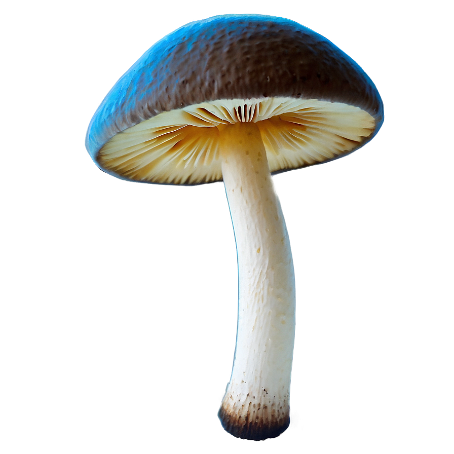 Mushroom Png Free 05032024 PNG Image