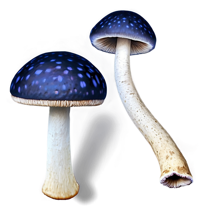 Mushroom Png Texture 84 PNG Image