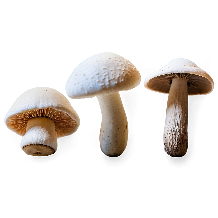 Mushroom Varieties Png Blh36 PNG Image