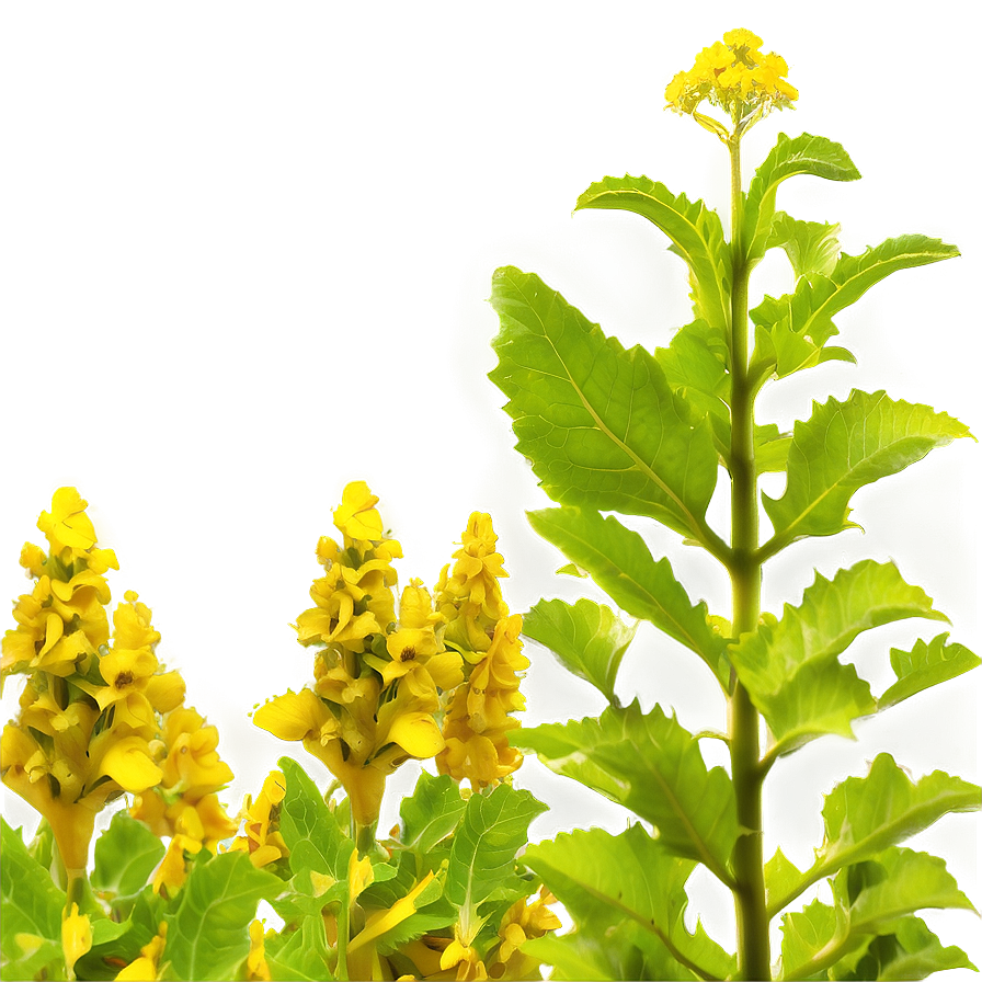 Mustard Farm Png Qge72 PNG Image