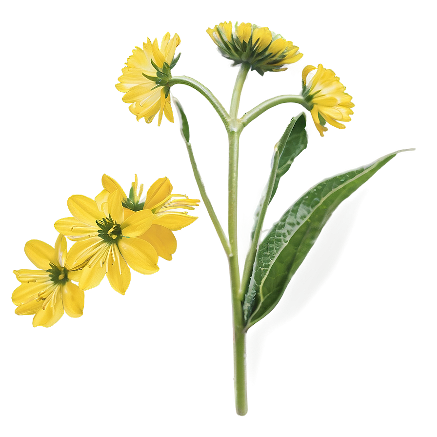 Mustard Flower Png 05242024 PNG Image