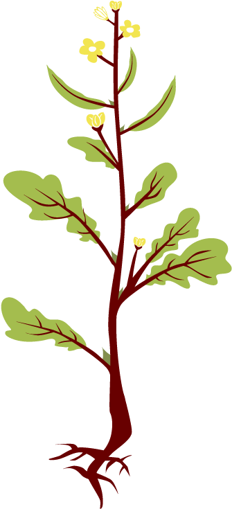 Mustard Plant Illustration.png PNG Image