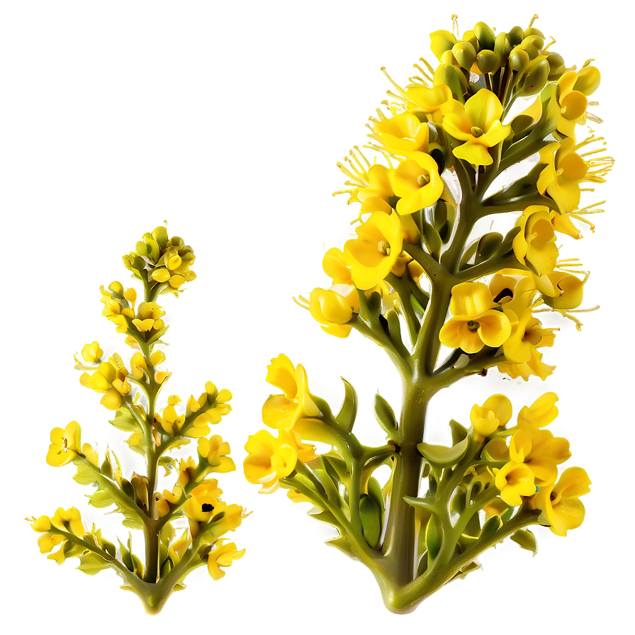 Mustard Plant Png Wtx11 PNG Image