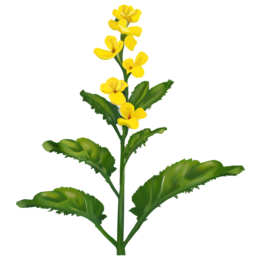 Mustard Seed Flower Png Khh92 PNG Image