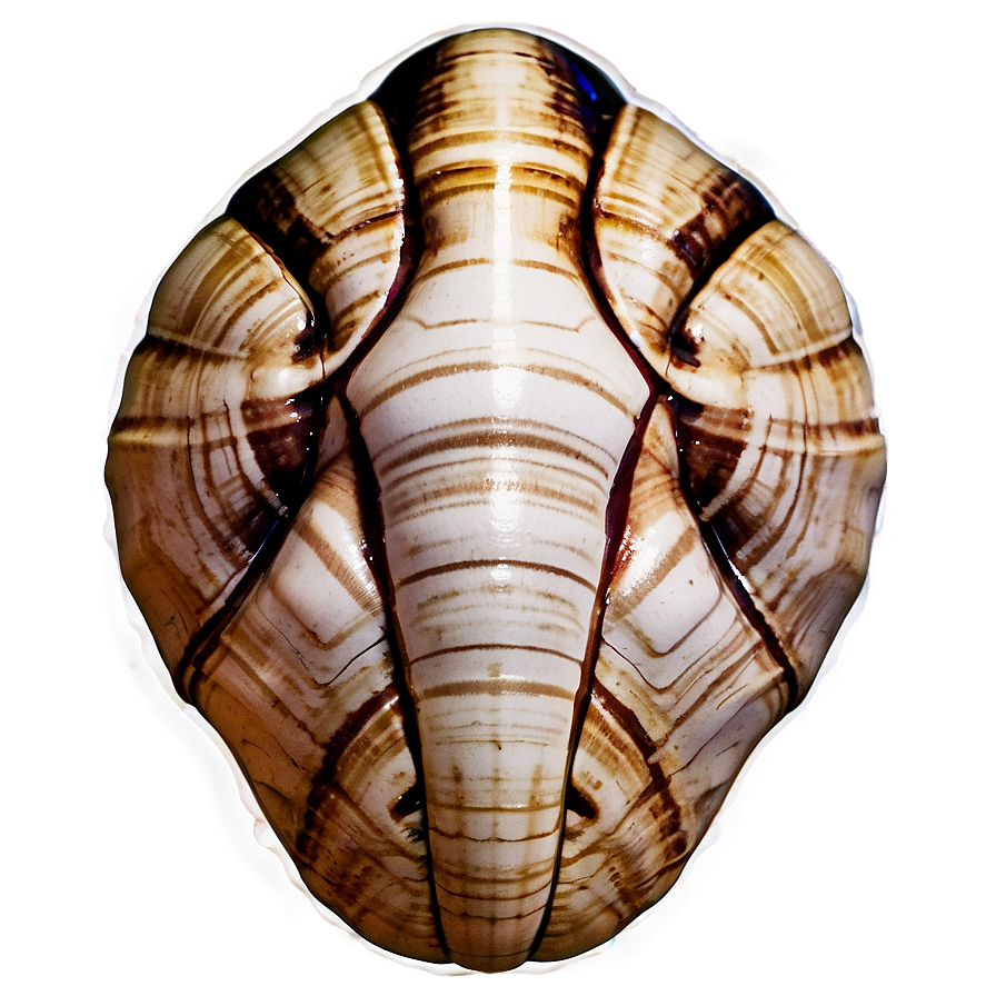 Mysterious Ancient Shell Png 05212024 PNG Image