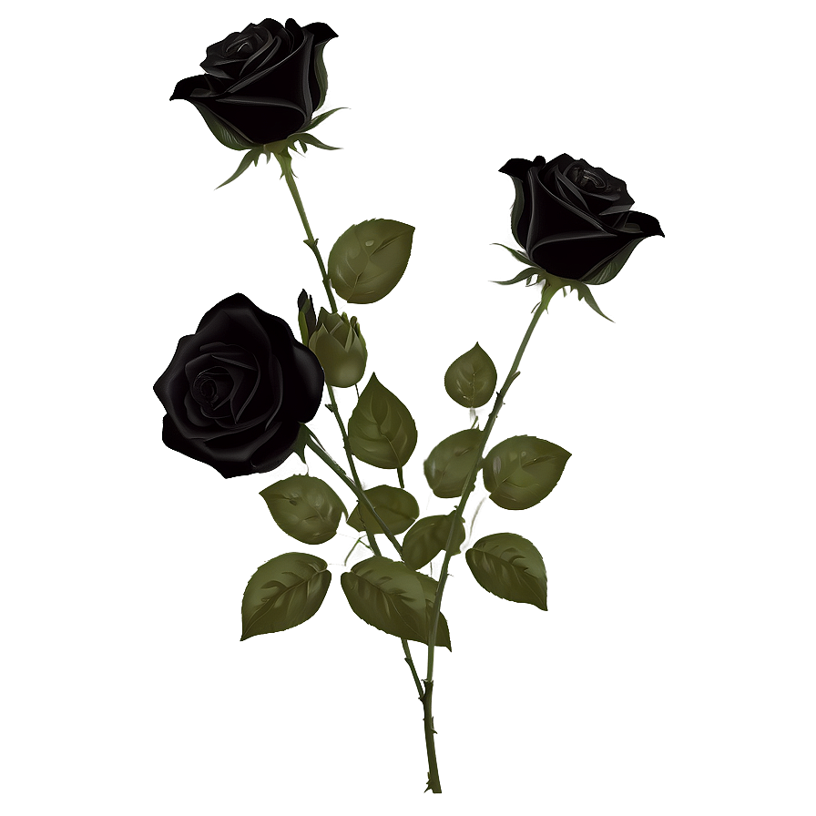 Mysterious Black Roses Png Abj PNG Image