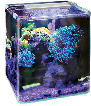 Nano Reef Aquarium Setup PNG Image