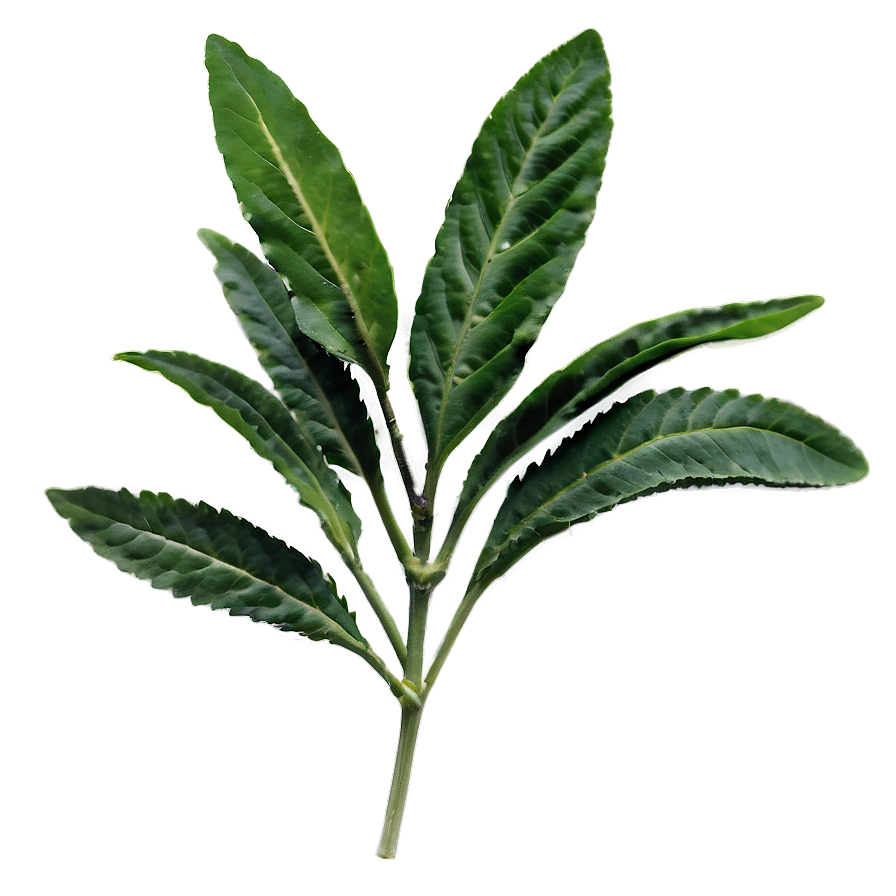 Native Herb Png 06272024 PNG Image